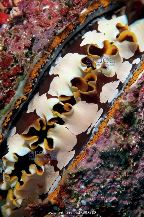  : 80179565 Variable Thorny Oyster Lekuan dive site