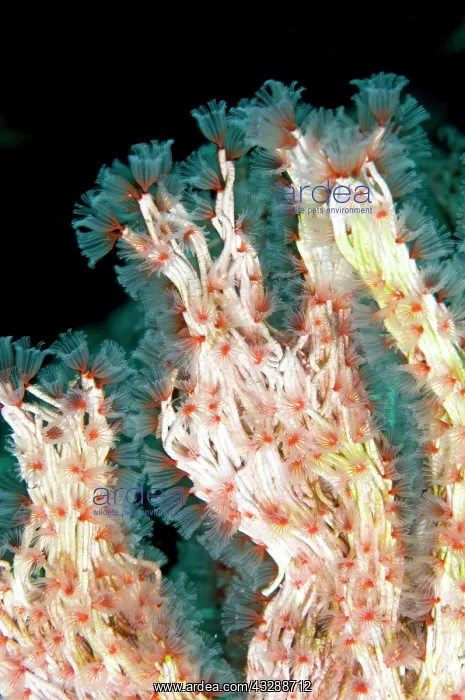 : 80179566 Delicate Tube Worm Lekuan dive site, Manado : 80179566 Delicate Tube Worm Lekuan dive site, Manado