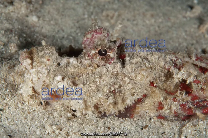 : 80179567 Spiny Devilfish - buried in sand during : 80179567 Spiny Devilfish - buried in sand during