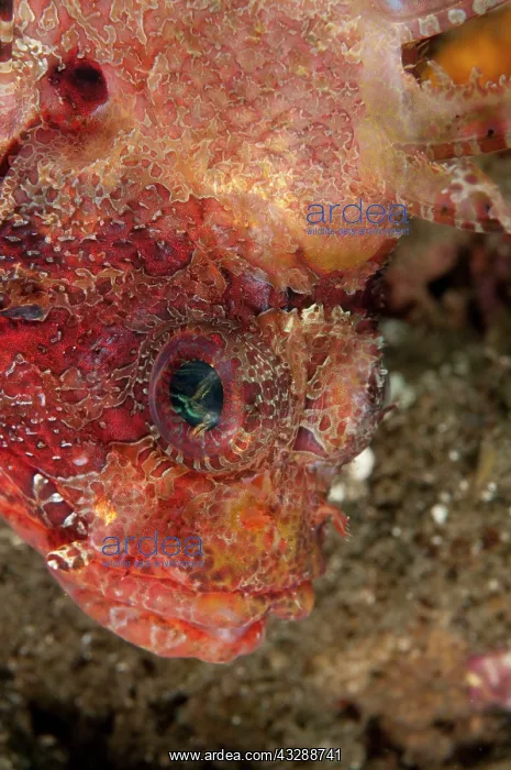 : 80179572 Shortfin Lionfish Laha dive site, Ambon : 80179572 Shortfin Lionfish Laha dive site, Ambon