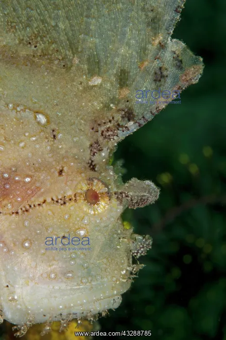 : 80179579 Leaf Scorpionfish Rhino City dive site : 80179579 Leaf Scorpionfish Rhino City dive site