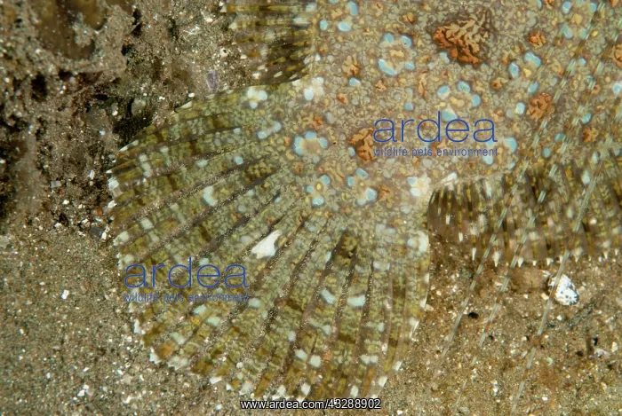 : 80179593 Panther Flounder - tail detail Laha dive : 80179593 Panther Flounder - tail detail Laha dive