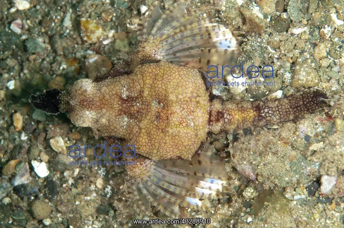 : 80179594 Seamoth Laha dive site, Ambon, Indonesia : 80179594 Seamoth Laha dive site, Ambon, Indonesia