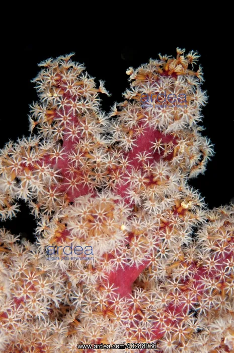 : 80179597 Divaricate Tree Coral Maluku Divers House : 80179597 Divaricate Tree Coral Maluku Divers House