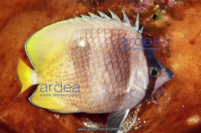 : 80179598 Blacklip Butterflyfish - sleeping by orange : 80179598 Blacklip Butterflyfish - sleeping by orange