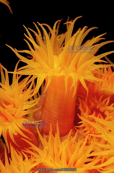 : 80179599 Tubastrea Coral - polyps on night dive : 80179599 Tubastrea Coral - polyps on night dive