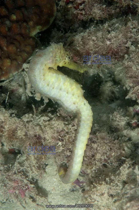 : 80179608 Tiger-tail Seahorse near Pulau Putri (Princess : 80179608 Tiger-tail Seahorse near Pulau Putri (Princess