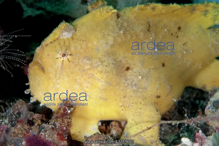 : 80179613 Hispid Frogfish Pantai Parigi dive site : 80179613 Hispid Frogfish Pantai Parigi dive site