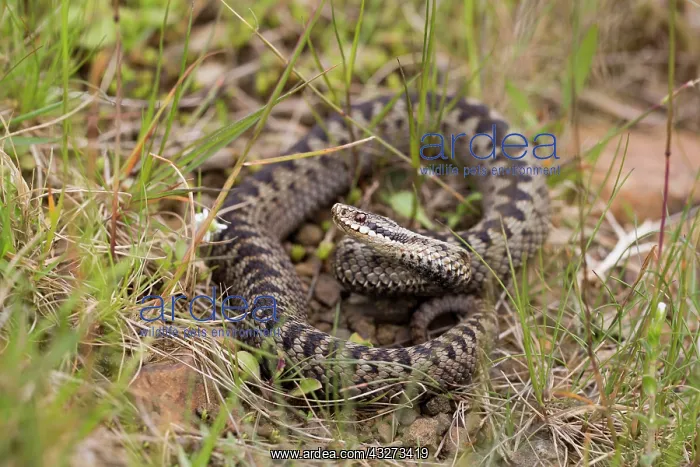 : 80179637 Adder - female - UK Vipera berus David : 80179637 Adder - female - UK Vipera berus David