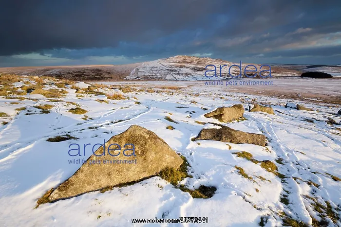 : 80179640 Brown Willy - Cornwall's highest point : 80179640 Brown Willy - Cornwall's highest point