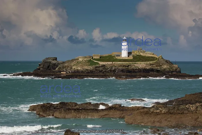 : 80179656 Lighthouse and Island Godrevy, Cornwall : 80179656 Lighthouse and Island Godrevy, Cornwall