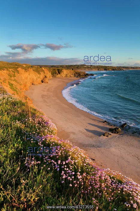 : 80179657 Gwithian - coastal scene at sunset Cornwall : 80179657 Gwithian - coastal scene at sunset Cornwall