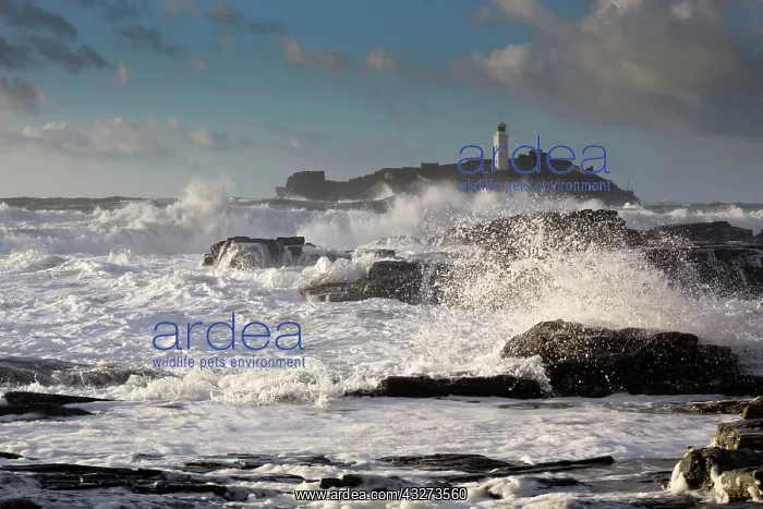 : 80179658 Lighthouse and Island Godrevy, Cornwall : 80179658 Lighthouse and Island Godrevy, Cornwall