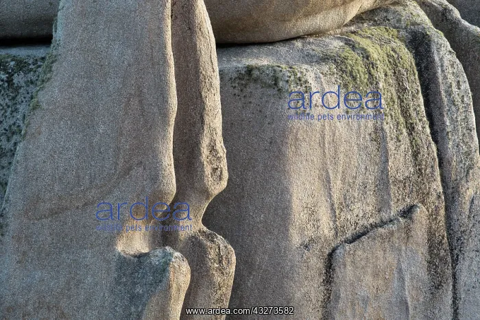 : 80179663 Granite Detail Peninnis, St Mary's, Isles : 80179663 Granite Detail Peninnis, St Mary's, Isles