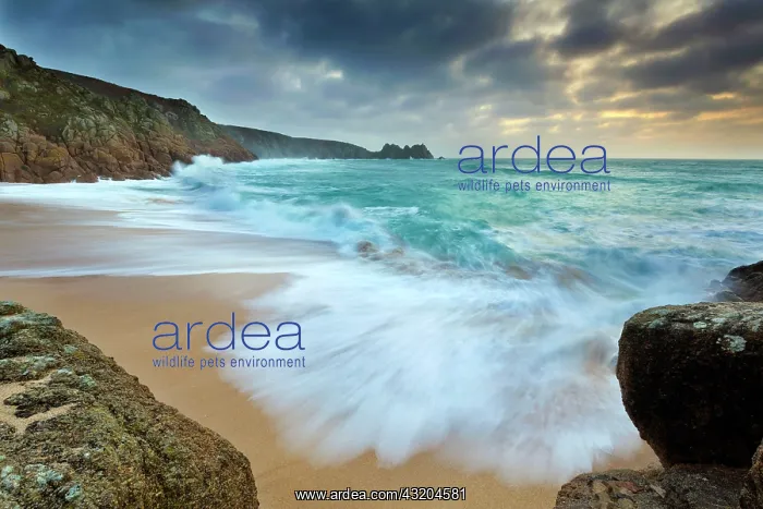 : 80179680 Porthcurno - beach and seascape at dawn : 80179680 Porthcurno - beach and seascape at dawn