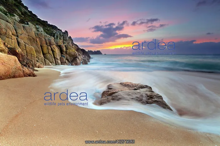 : 80179682 Porthcurno - beach and seascape at dawn : 80179682 Porthcurno - beach and seascape at dawn