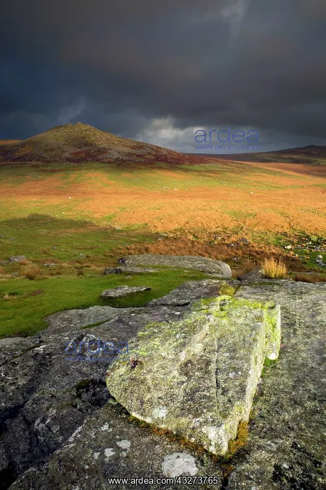 : 80179695 Rough Tor Bodmin Moor, Cornwall, UK David : 80179695 Rough Tor Bodmin Moor, Cornwall, UK David