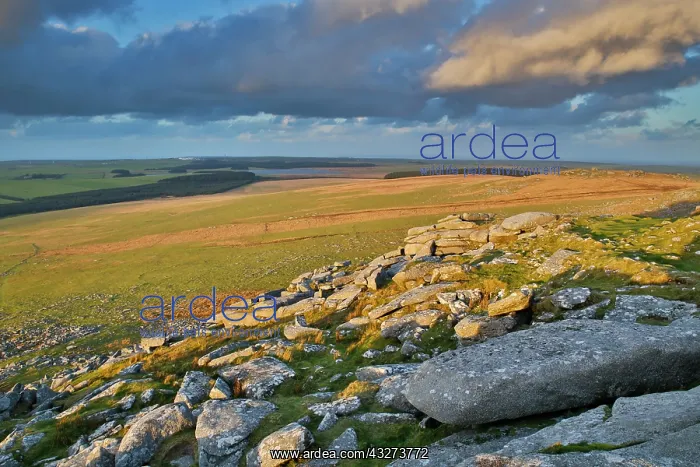 : 80179696 Rough Tor Bodmin Moor, Cornwall, UK David : 80179696 Rough Tor Bodmin Moor, Cornwall, UK David