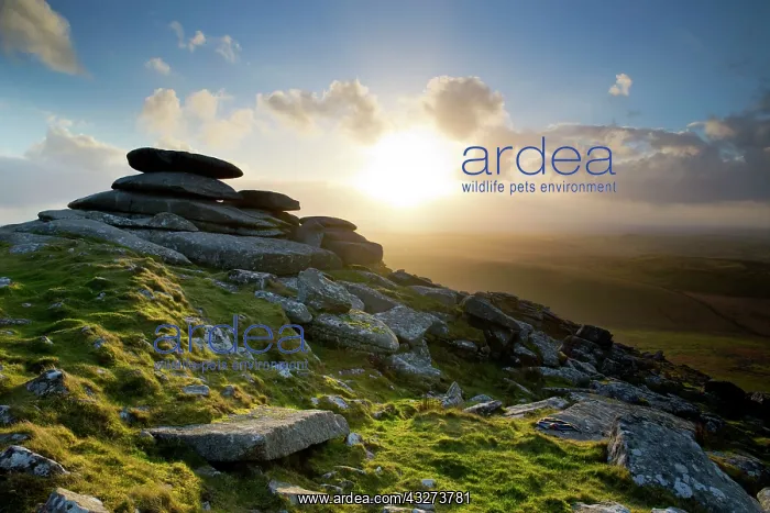 : 80179697 Rough Tor Bodmin Moor, Cornwall, UK David : 80179697 Rough Tor Bodmin Moor, Cornwall, UK David