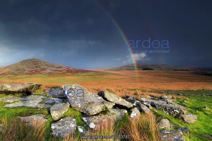: 80179698 Rough Tor and Brown Willy Bodmin Moor : 80179698 Rough Tor and Brown Willy Bodmin Moor
