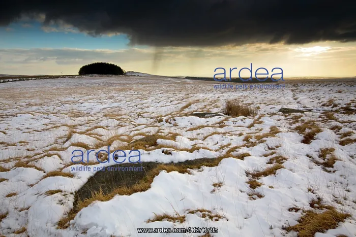 : 80179699 Rough Tor Bodmin Moor, Cornwall, UK David : 80179699 Rough Tor Bodmin Moor, Cornwall, UK David