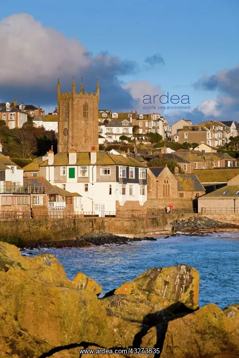 : 80179705 St Ives Cornwall, UK David Chapman All : 80179705 St Ives Cornwall, UK David Chapman All
