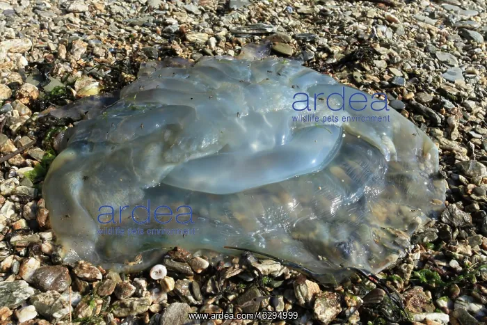 : 80179714 Barrel Jellyfish Cornwall, UK John Holmes : 80179714 Barrel Jellyfish Cornwall, UK John Holmes