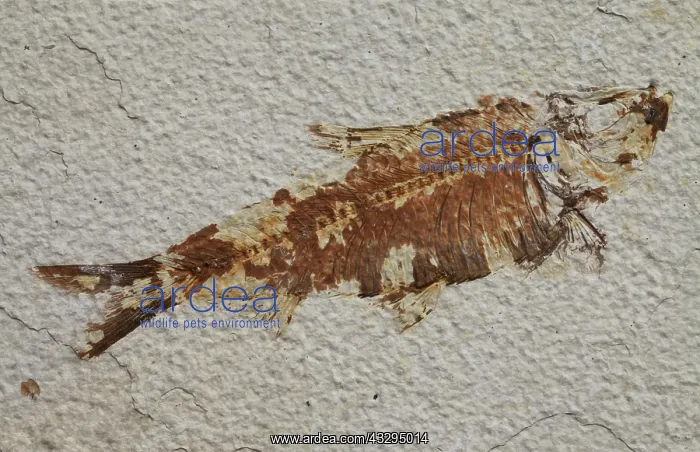 : 80179716 Fossil Fish - Mesozoic John Holmes All : 80179716 Fossil Fish - Mesozoic John Holmes All