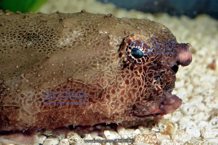 : 80180118 Polka-dot Batfish - bottom-dwelling fish : 80180118 Polka-dot Batfish - bottom-dwelling fish