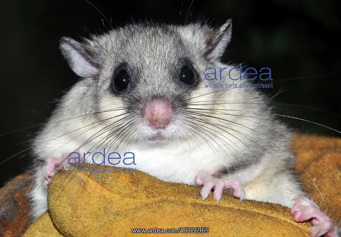 : 80180123 Edible / Fat Dormouse fattened up ready : 80180123 Edible / Fat Dormouse fattened up ready