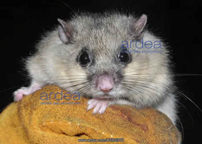 : 80180124 Edible / Fat Dormouse fattened up ready : 80180124 Edible / Fat Dormouse fattened up ready