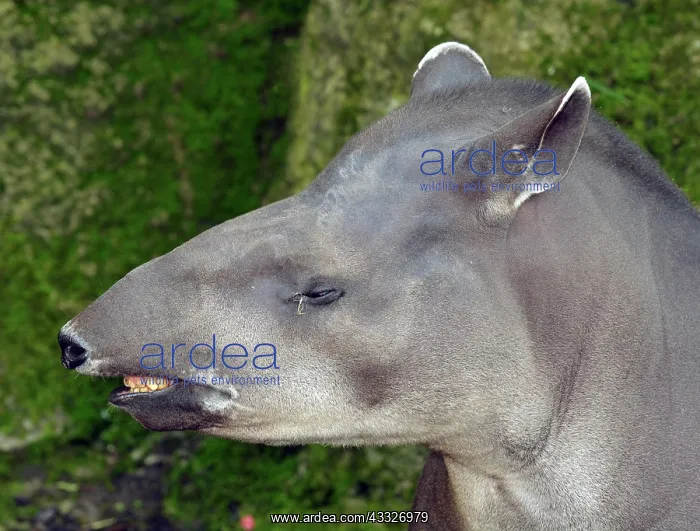 : 80180125 South American / Brazilian Tapir - crying : 80180125 South American / Brazilian Tapir - crying