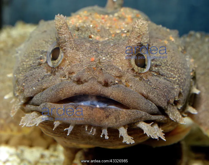 : 80180126 Gulf Toadfish - lives in shallow water : 80180126 Gulf Toadfish - lives in shallow water