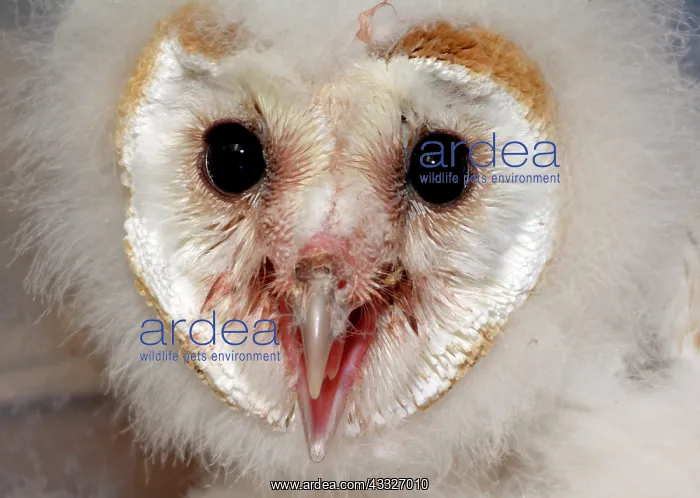 : 80180130 Barn Owl chick / nestling Tyto alba Pat : 80180130 Barn Owl chick / nestling Tyto alba Pat