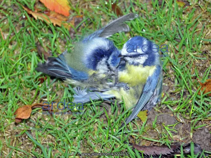  : 80180131 Blue Tits locked in combat on the ground