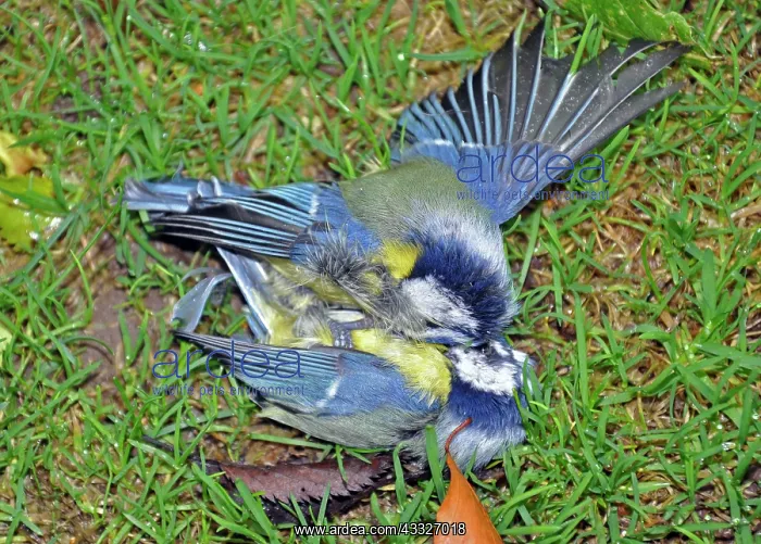 : 80180132 Blue Tits locked in combat on the ground : 80180132 Blue Tits locked in combat on the ground