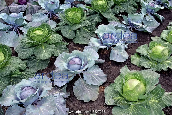 : 80180134 Cabbages - variety Serpentine and Red Jewel : 80180134 Cabbages - variety Serpentine and Red Jewel