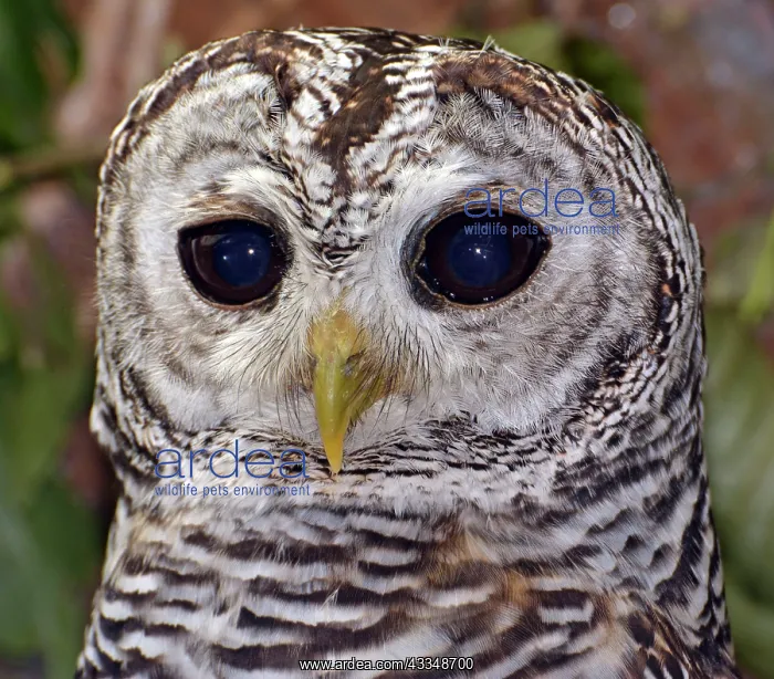 : 80180135 Chaco Owl South America Strix chacoensis : 80180135 Chaco Owl South America Strix chacoensis
