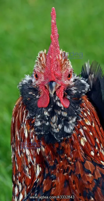 : 80180136 Poultry - Belgian Bantam Chicken Gallus : 80180136 Poultry - Belgian Bantam Chicken Gallus