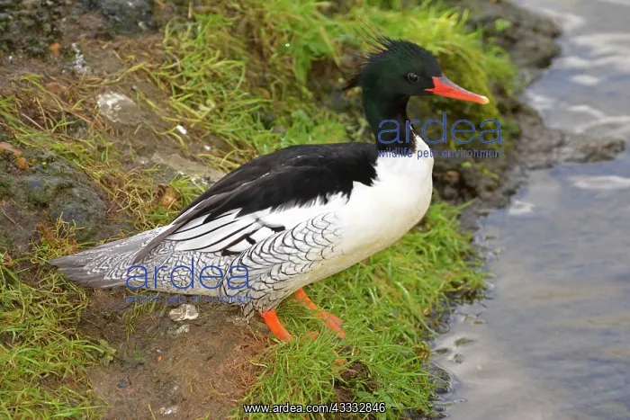 : 80180137 Scaly-sided / Chinese Merganser eastern : 80180137 Scaly-sided / Chinese Merganser eastern
