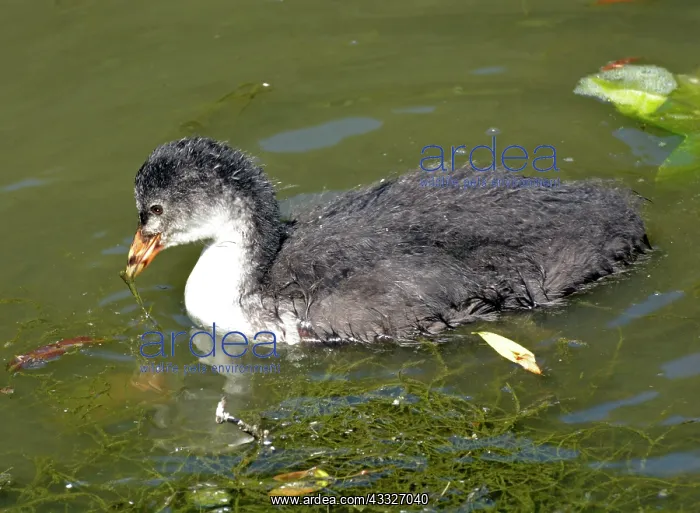 : 80180138 Coot - newly-independent chick Fulica atra : 80180138 Coot - newly-independent chick Fulica atra