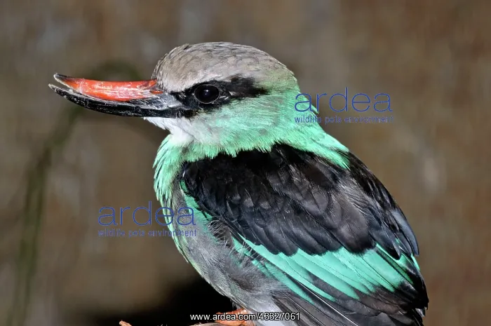 : 80180141 Blue-breasted Kingfisher West Africa Halcyon : 80180141 Blue-breasted Kingfisher West Africa Halcyon