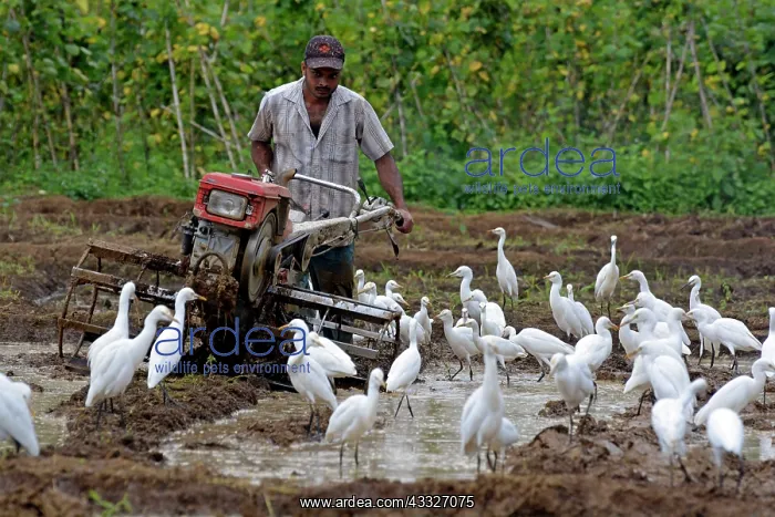  : 80180143 Cattle Egrets - attending man tilling his