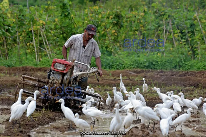 : 80180144 Cattle Egrets - attending man tilling his : 80180144 Cattle Egrets - attending man tilling his