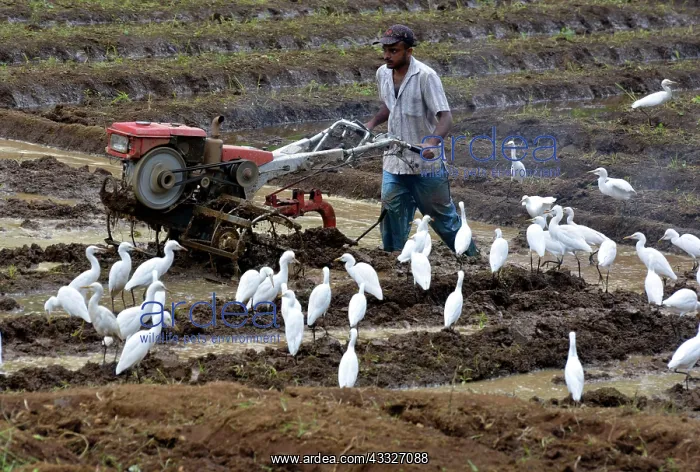 : 80180145 Cattle Egrets - attending man tilling his : 80180145 Cattle Egrets - attending man tilling his