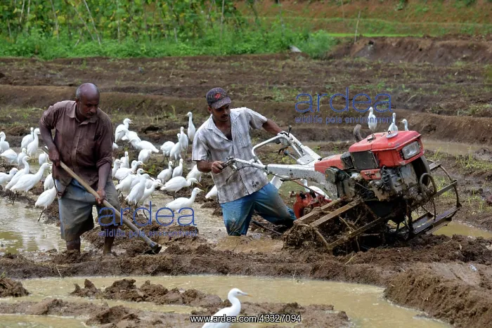 : 80180146 Cattle Egrets - attending man tilling his : 80180146 Cattle Egrets - attending man tilling his