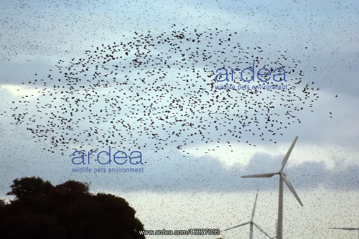 : 80180147 Starlings - murmuration near turbines eastern : 80180147 Starlings - murmuration near turbines eastern