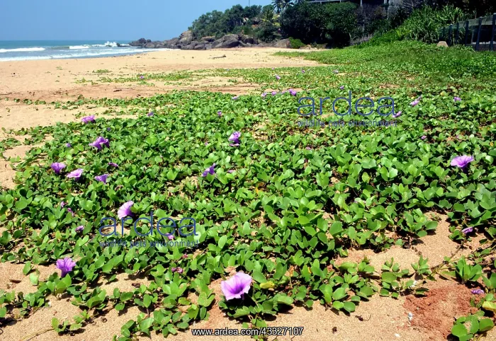 : 80180148 Goats Foot tropical creeping plant that : 80180148 Goats Foot tropical creeping plant that