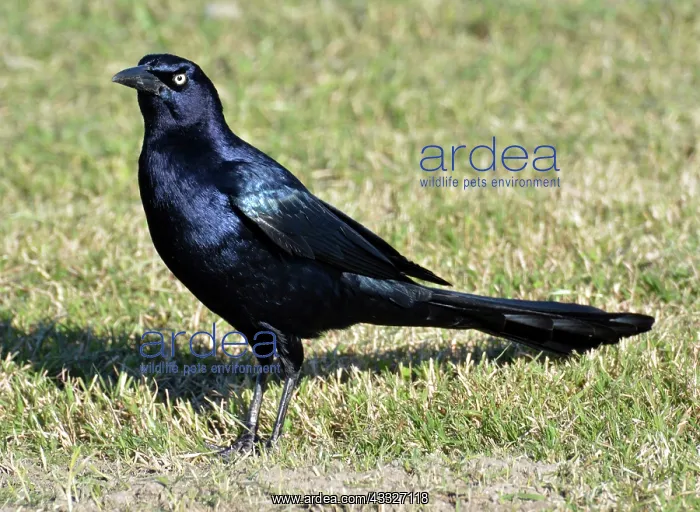 : 80180150 Great-tailed / Mexican Grackle - male : 80180150 Great-tailed / Mexican Grackle - male