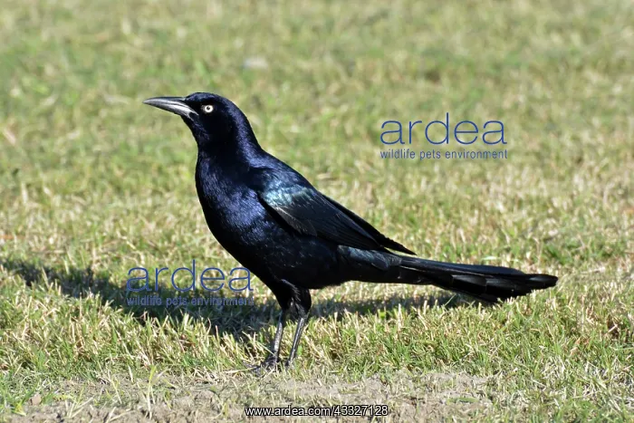 : 80180151 Great-tailed / Mexican Grackle - male Texas : 80180151 Great-tailed / Mexican Grackle - male Texas